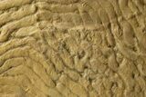 Pennsylvanian, Fossil Microbial Mat - Oklahoma #301896-1